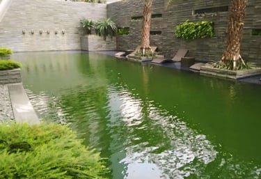 kolam renang denganair berwarna hijau yang perlu perawatan khusu