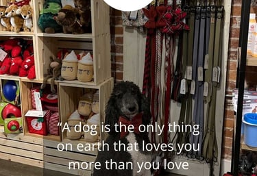 a poodle sitting on a wooden floor in a store
