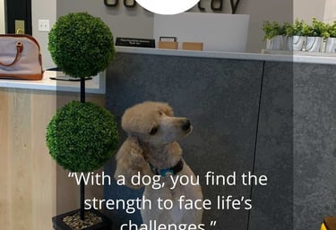 Forever Summer Poodle in vet office