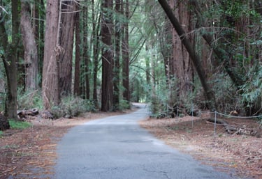 An asphalt bikepath in the forested redwoods of Big Sur California