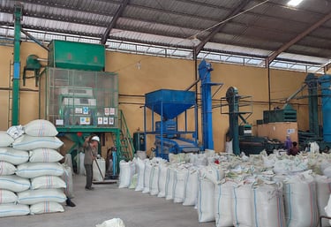 Large industrial coffee processing machines in Dwipa Coffee facility, sorting, cleaning, and milling