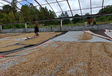 Sun-drying Arabica coffee beans on patios in Sumatra as part of post-harvest process.
