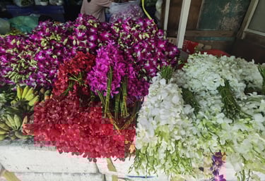 orchidées Thaïlande 