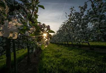 a tree in the middle of a field with a sun shining through the trees