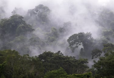 Giungla messicana dopo una leggera pioggia con nebbia che risale dalla fitta vegetazione