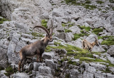 Coppia di stambecchi maschio e femmina in ambiente roccioso