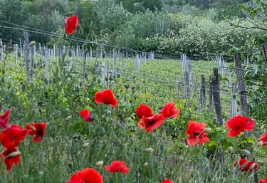 Uitzicht wijnboerderij