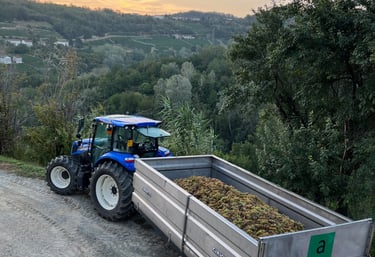 De wijn druiven oogst