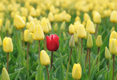 red daffoldil in a field of yellow daffodils
