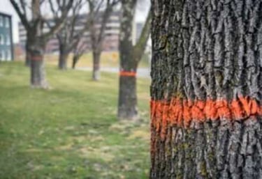 Tree infected with EAB and marked for removal