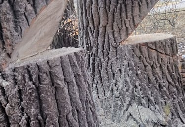 Two giant cottonwoods dropped together