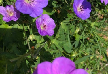 Purple geranium plant in sunshine with green leaves
