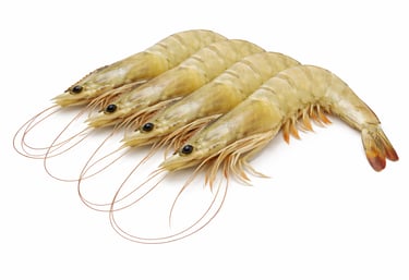 Fresh banana shrimp for international seafood export