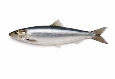 Oily herring fish for frozen seafood trade