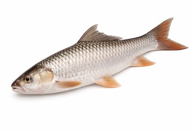 Freshwater mrigal fish for export markets