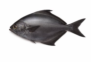 Black pomfret fish for premium seafood export
