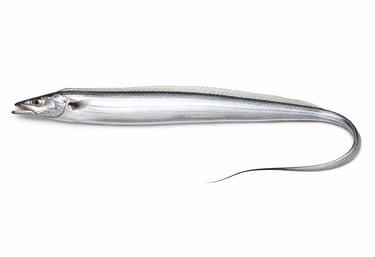 Long silver ribbon fish for frozen export