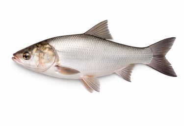Silver carp fish for large volume export