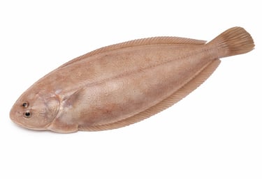 Flat sole fish for high-end seafood export
