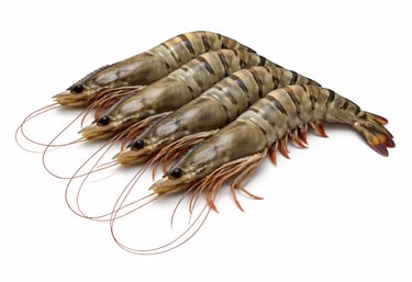 Tiger shrimp premium seafood export quality