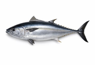 Commercial tuna fish for global seafood trade