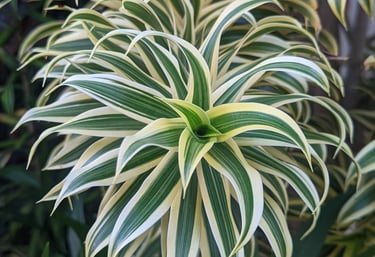 Dracaena reflexa Song of India plant featuring vibrant green and yellow variegated pointed leaves.