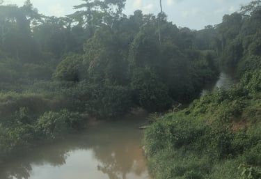 Lush verdant forest between Libreville and Franceville, Gabon