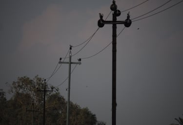 a utility pole with a bird perched on top of it in a growing field in Iraq