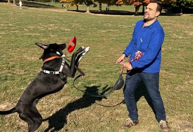 a man in a blue shirt is playing with a dog