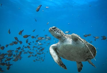 A green sea turtle swimming through blue ocean water with a school of small tropical fish.