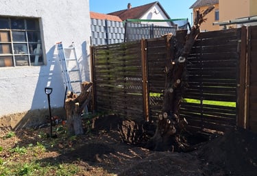 Gartenarbeit Dackenheim, Freinsheim