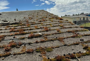 Moss-covered asphalt shingle roof before professional cleaning by 503 Roofers, Portland's trusted ro