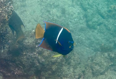Crystal-clear water for snorkeling in Los Cabos