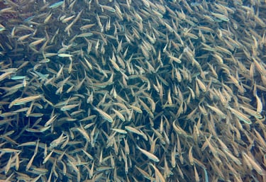 Tropical fish in the Sea Of Cortez