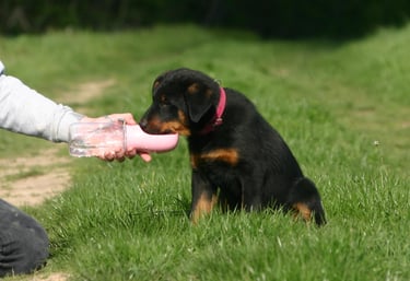 a dog is playing with a bottle of water
