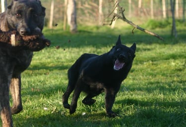 Two black German Shepherd dogs playing fetch with sticks in a sunny green field.