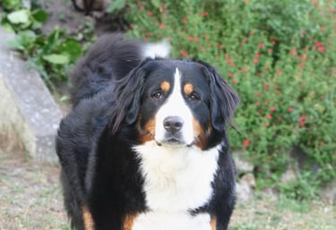 A Bernese Mountain Dog with distinctive black, white, and rust fur standing in a garden.