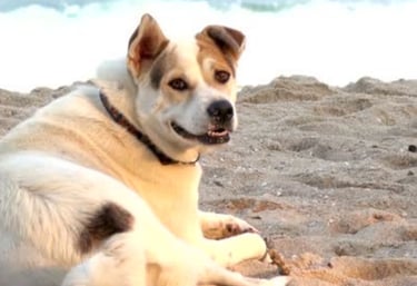 a dog sitting on a beach with a caption of a dog