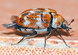Carpet beetle adult