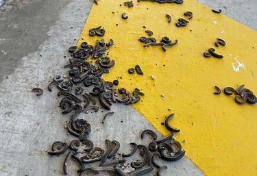 Millipedes in an industrial building