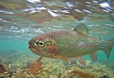 a trout swimming in shallow water