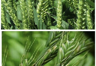 Click na imagem para ver o conteúdo!