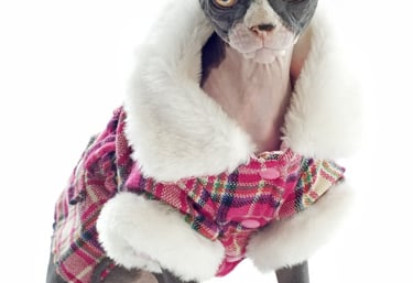 Gato esfinge con chaleco rojo y peludo