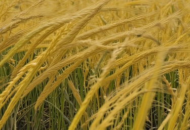 Lush green plants thriving in a sunlit field treated with growth-promoting compounds.