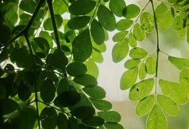 Close-up of fresh organic moringa leaves and powder