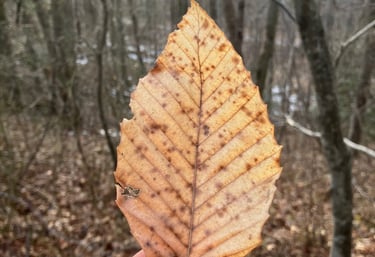 Hand holding a dried brown beech leaf in a winter forest setting.