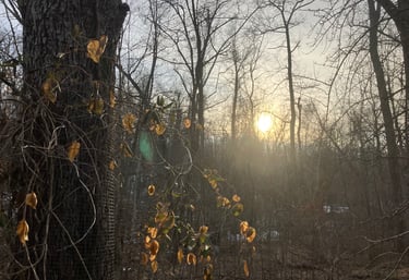 Golden sun setting behind a winter forest with autumn leaves clinging to a tree vine.