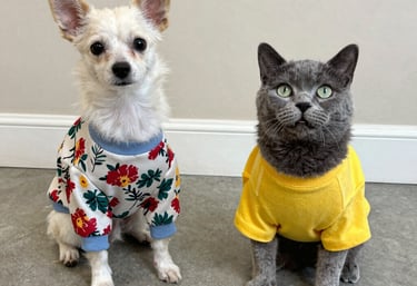 Pequeño perro blanco con un suéter floral sentado junto a un gato gris que lleva una camiseta