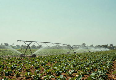 A wide shot of a productive South Asian farm using modern sprinkler systems, with healthy crops stretching toward the horizon under a clear pale mint sky.
