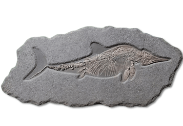 Fossil eines Ichthyosauriers aus Holzmaden auf Ölschieferplatte